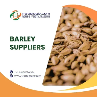 Barley Suppliers – Buy Bulk Barley from Trusted Exporters & Wholesaler