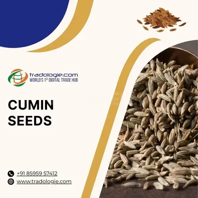 Buy Cumin Seeds Bulk from Cumin Seeds Exporters India | Cumin Seeds B2